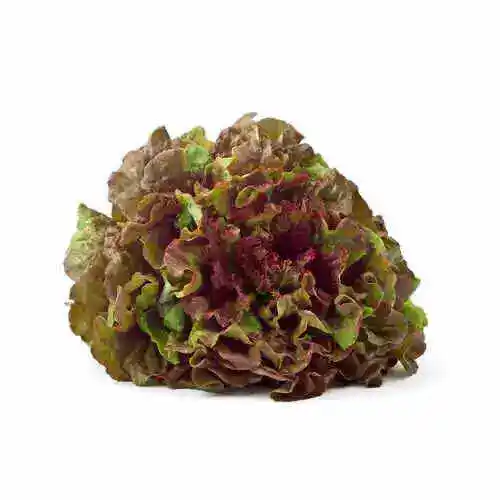 Lattuga gentile rossa
