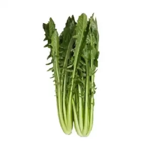 Cicoria catalogna
